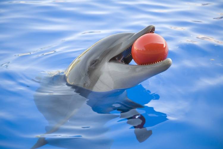 dolphin with a ball